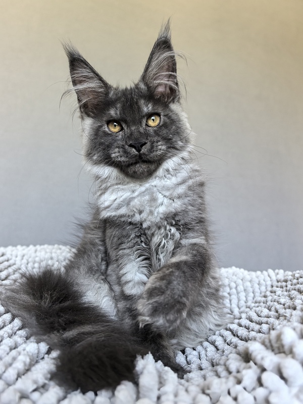 Neva Akbars - Kitten maine-coon 3 months