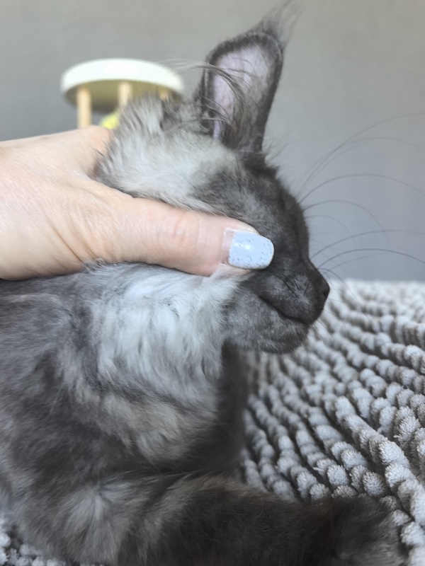 Neva Akbars - Kitten maine-coon 3 months
