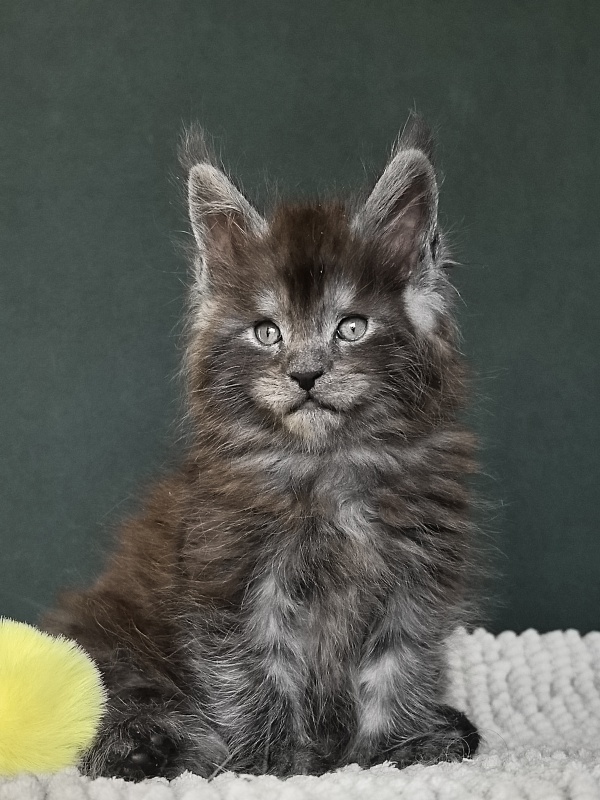 Neva Akbars - Kitten maine-coon 1 month 1.5 week