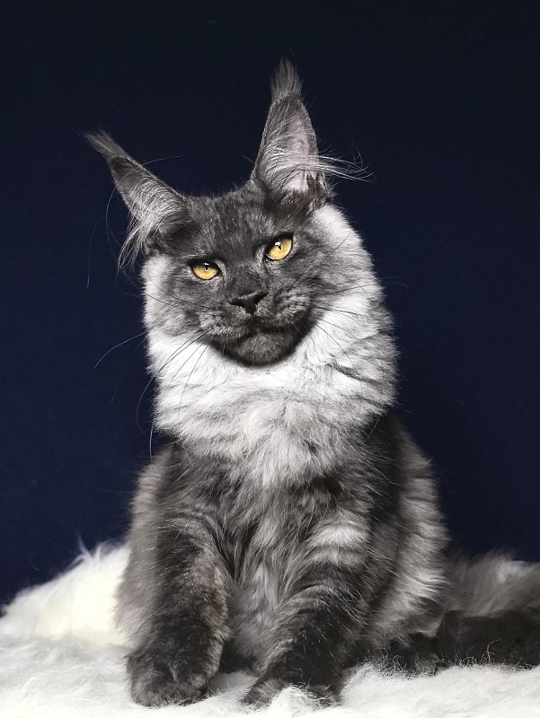 Neva Akbars - Kitten maine-coon 4 months 4 weeks