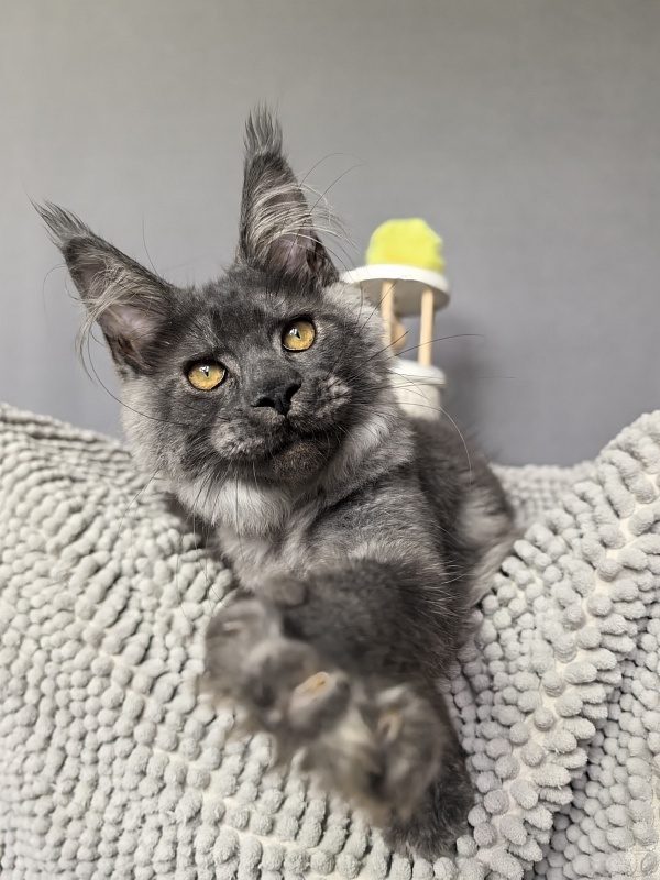 Neva Akbars - Kitten maine-coon 4 months 0.5 weeks
