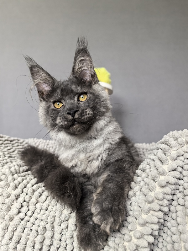 Neva Akbars - Kitten maine-coon 4 months 0.5 weeks
