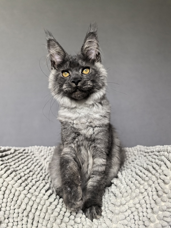 Neva Akbars - Kitten maine-coon 4 months 0.5 weeks