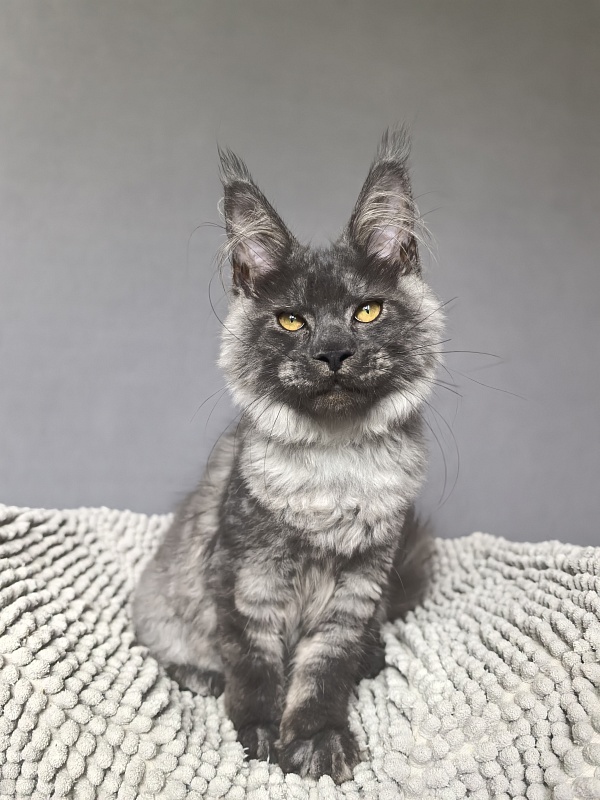Neva Akbars - Kitten maine-coon 4 months 0.5 weeks