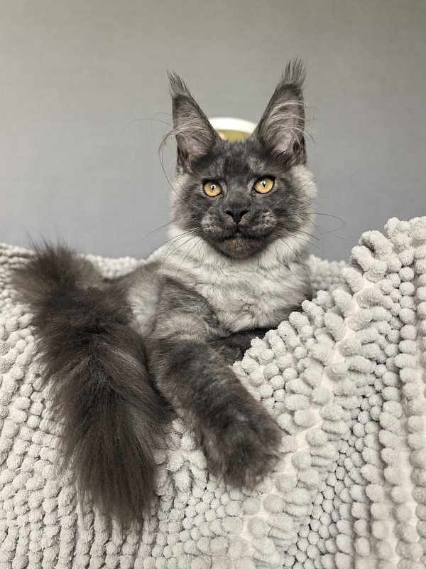 Neva Akbars - Kitten maine-coon 4 months 0.5 weeks