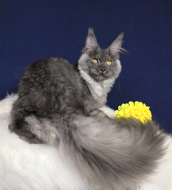 Neva Akbars - Kitten maine-coon 4 months 4 weeks