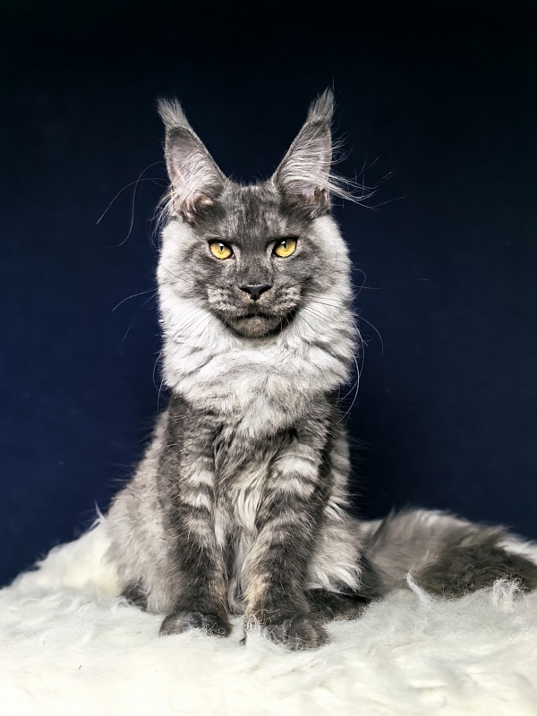 Neva Akbars - Kitten maine-coon 4 months 4 weeks