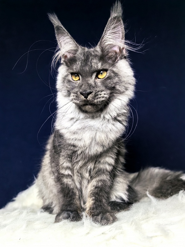 Neva Akbars - Kitten maine-coon 4 months 4 weeks