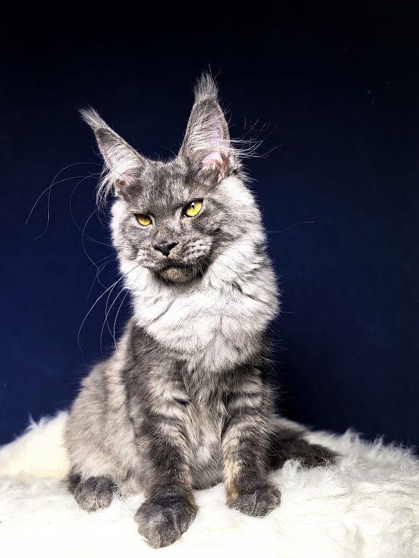 Neva Akbars - Kitten maine-coon 4 months 4 weeks