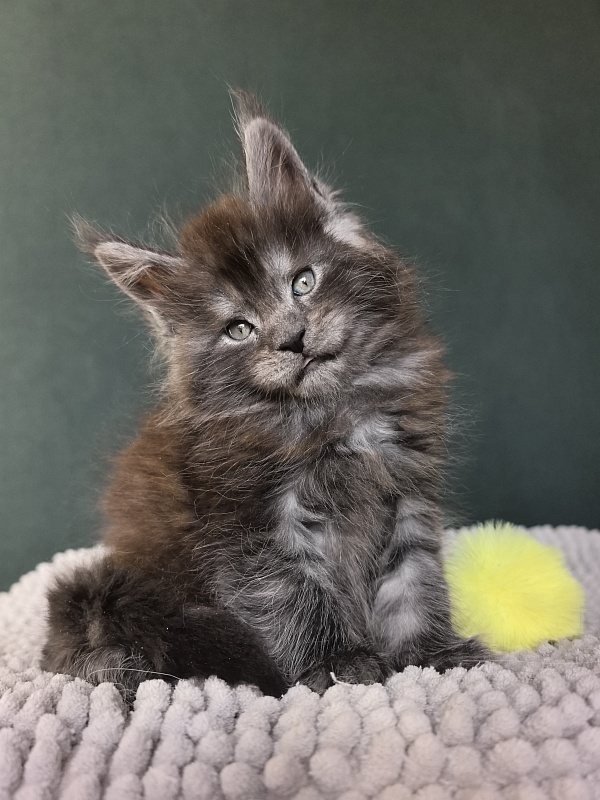 Neva Akbars - Kitten maine-coon 1 month 1.5 week