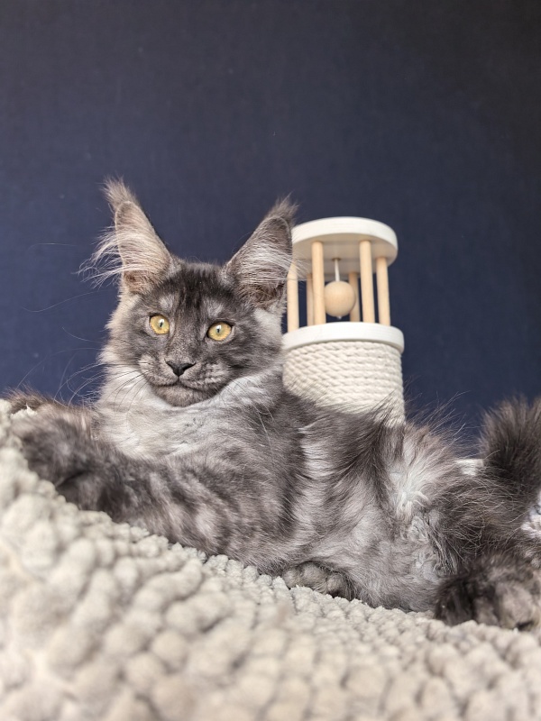 Mozart Akbars (polydactyl 55/66 - Kitten maine-coon 2 months 2.5 weeks