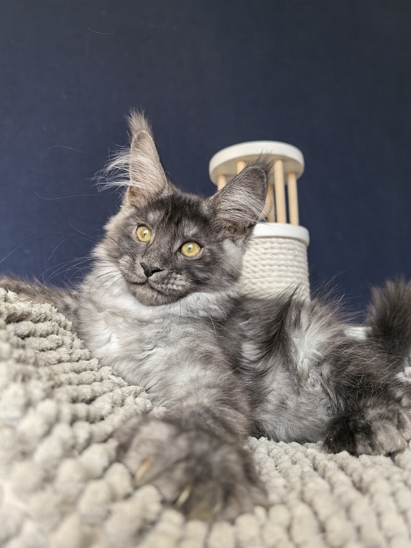 Mozart Akbars (polydactyl 55/66 - Kitten maine-coon 2 months 2.5 weeks