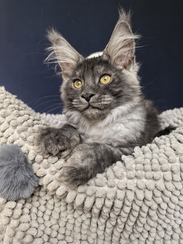 Mozart Akbars (polydactyl 55/66 - Kitten maine-coon 2 months 2.5 weeks
