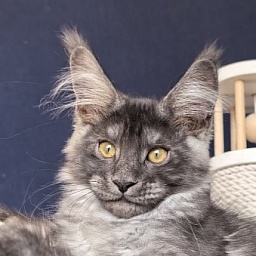 Mozart Akbars (polydactyl 55/66