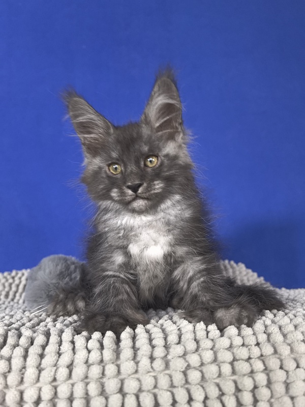 Mozart Akbars (polydactyl 55/66 - Kitten maine-coon 1 month 4 weeks