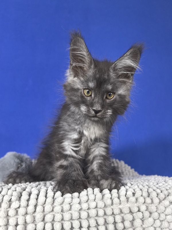 Mozart Akbars (polydactyl 55/66 - Kitten maine-coon 1 month 4 weeks