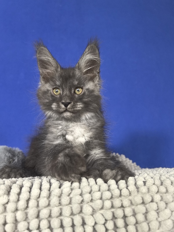 Mozart Akbars (polydactyl 55/66 - Kitten maine-coon 1 month 4 weeks