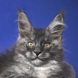 Mozart Akbars (polydactyl 55/66