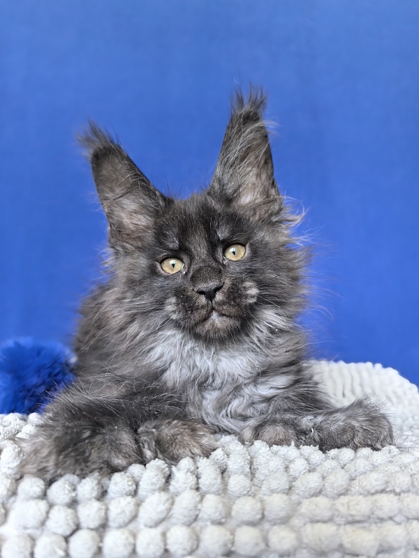 Mai Ling Akbars   (polydactyl 77/66) - Kitten maine-coon 1 month 4 weeks