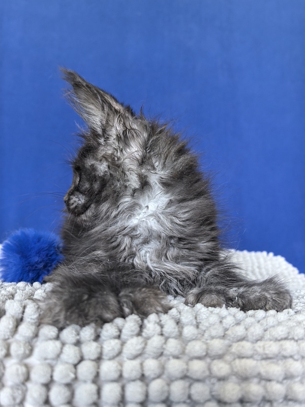Mai Ling Akbars   (polydactyl 77/66) - Kitten maine-coon 1 month 4 weeks