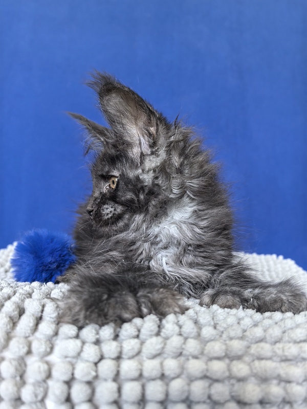 Mai Ling Akbars   (polydactyl 77/66) - Kitten maine-coon 1 month 4 weeks