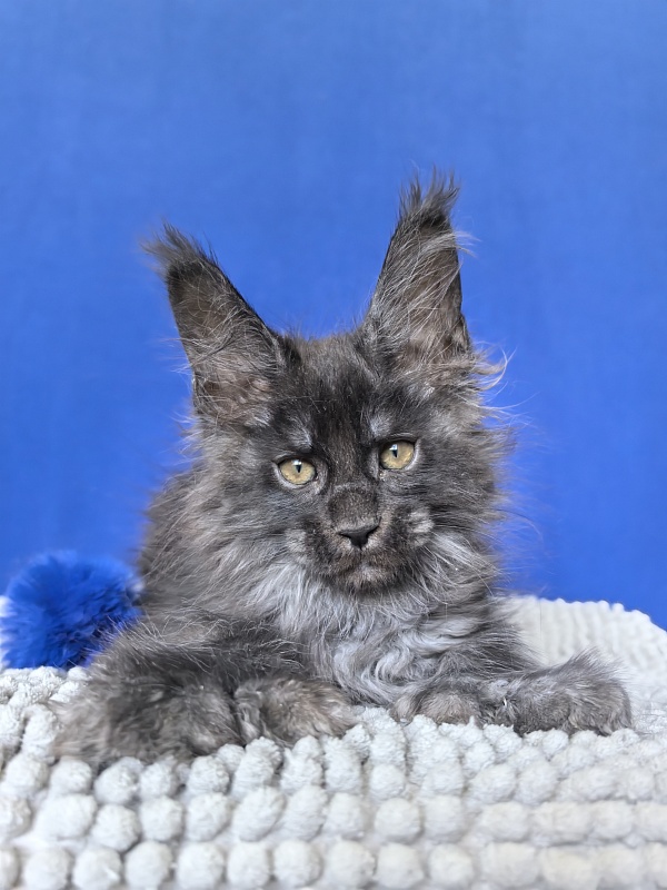 Mai Ling Akbars   (polydactyl 77/66) - Kitten maine-coon 1 month 4 weeks
