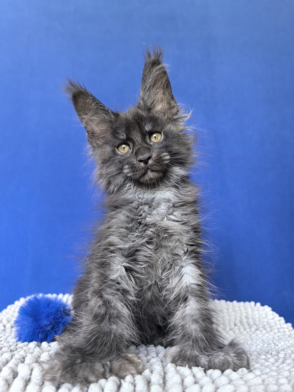 Mai Ling Akbars   (polydactyl 77/66) - Kitten maine-coon 1 month 4 weeks