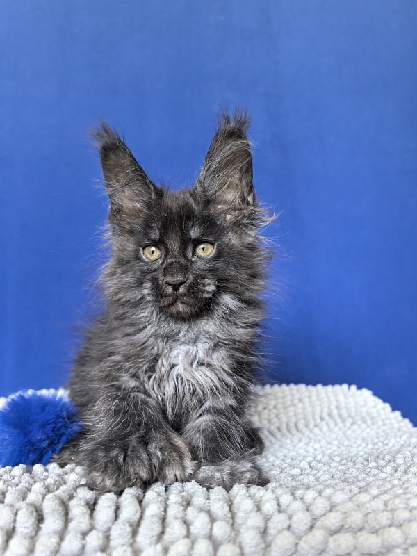 Mai Ling Akbars   (polydactyl 77/66) - Kitten maine-coon 1 month 4 weeks