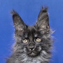 Mai Ling Akbars   (polydactyl 77/66)
