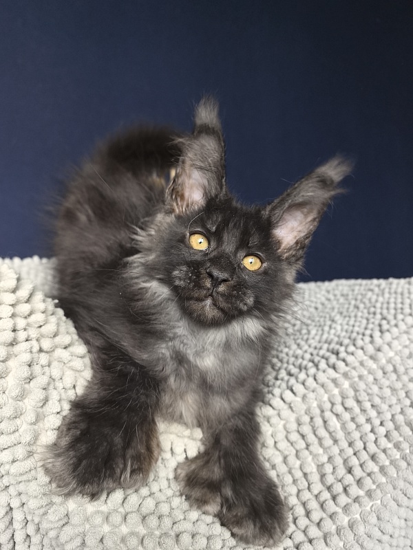 Mai Ling Akbars   (polydactyl 77/66) - Kitten maine-coon 2 months 3.5 weeks