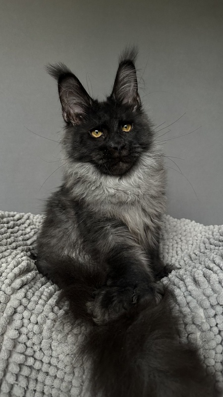 Mai Ling Akbars- PET   (polydactyl 77/66) - Kitten maine-coon 4 months 2.5 weeks