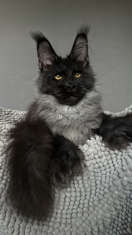 Mai Ling Akbars- PET   (polydactyl 77/66) - Kitten maine-coon 4 months 2.5 weeks