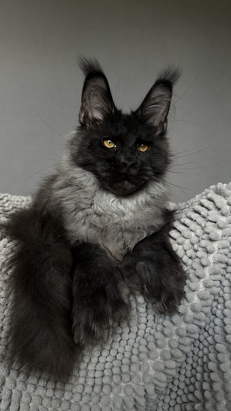 Mai Ling Akbars- PET   (polydactyl 77/66) - Kitten maine-coon 4 months 2.5 weeks