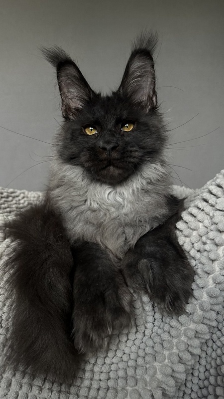 Mai Ling Akbars- PET   (polydactyl 77/66) - Kitten maine-coon 4 months 2.5 weeks