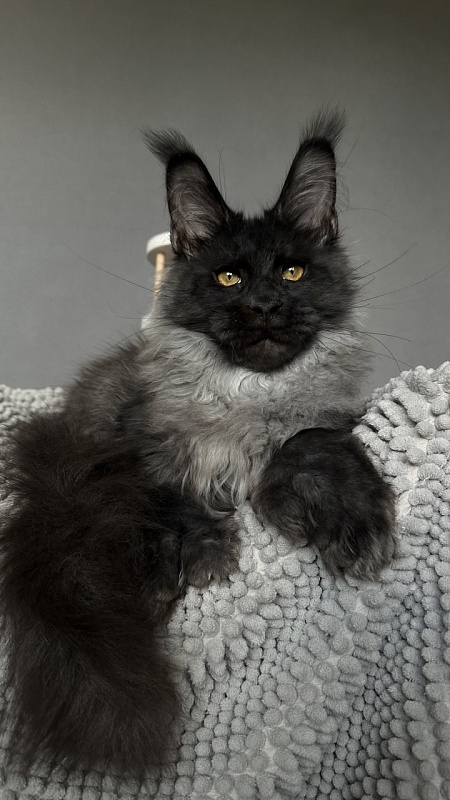 Mai Ling Akbars- PET   (polydactyl 77/66) - Kitten maine-coon 4 months 2.5 weeks