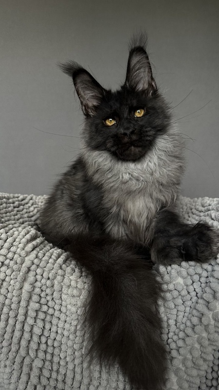 Mai Ling Akbars- PET   (polydactyl 77/66) - Kitten maine-coon 4 months 2.5 weeks