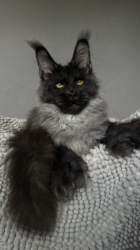 Mai Ling Akbars- PET   (polydactyl 77/66) - Kitten maine-coon 4 months 2.5 weeks