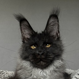 Mai Ling Akbars- PET   (polydactyl 77/66)