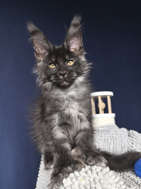 Mai Ling Akbars   (polydactyl 77/66) - Kitten maine-coon 2 months 3.5 weeks