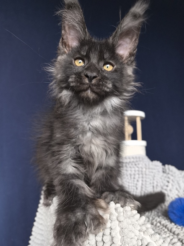 Mai Ling Akbars   (polydactyl 77/66) - Kitten maine-coon 2 months 3.5 weeks