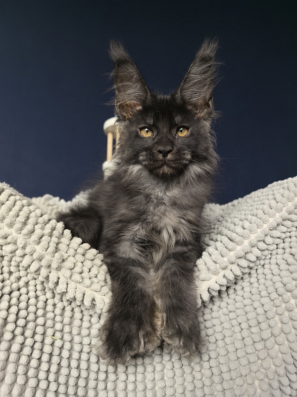 Mai Ling Akbars   (polydactyl 77/66) - Kitten maine-coon 2 months 3.5 weeks