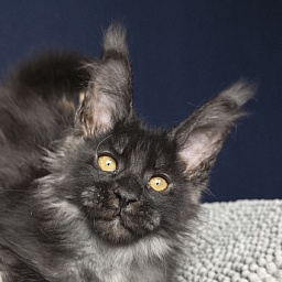 Mai Ling Akbars   (polydactyl 77/66)