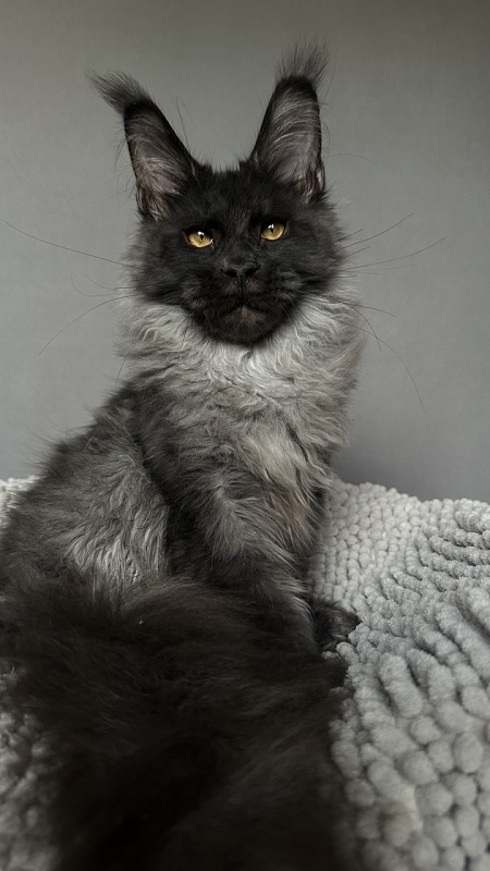 Mai Ling Akbars- PET   (polydactyl 77/66) - Kitten maine-coon 4 months 2.5 weeks