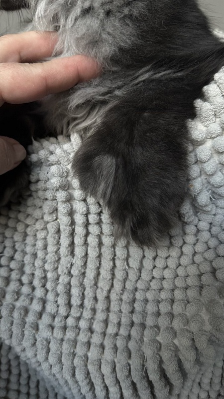 Mai Ling Akbars- PET   (polydactyl 77/66) - Kitten maine-coon 4 months 2.5 weeks