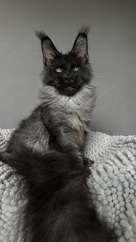 Mai Ling Akbars- PET   (polydactyl 77/66) - Kitten maine-coon 4 months 2.5 weeks