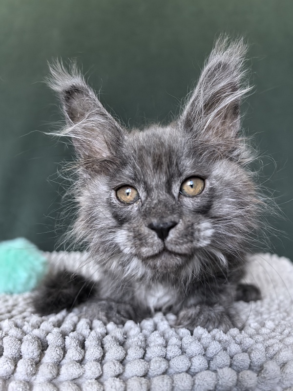 Shiva Sly Akbars - Kitten maine-coon 1 month 4 weeks