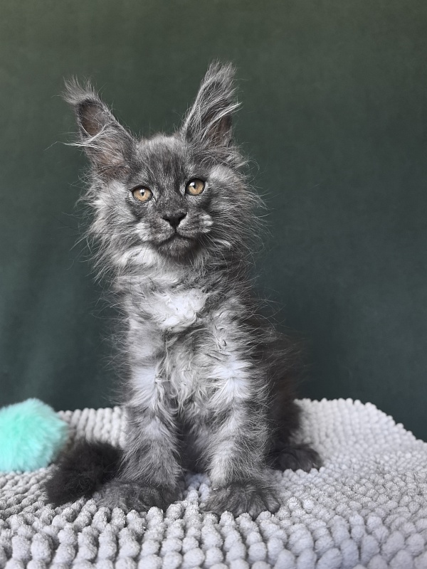 Shiva Sly Akbars - Kitten maine-coon 1 month 4 weeks