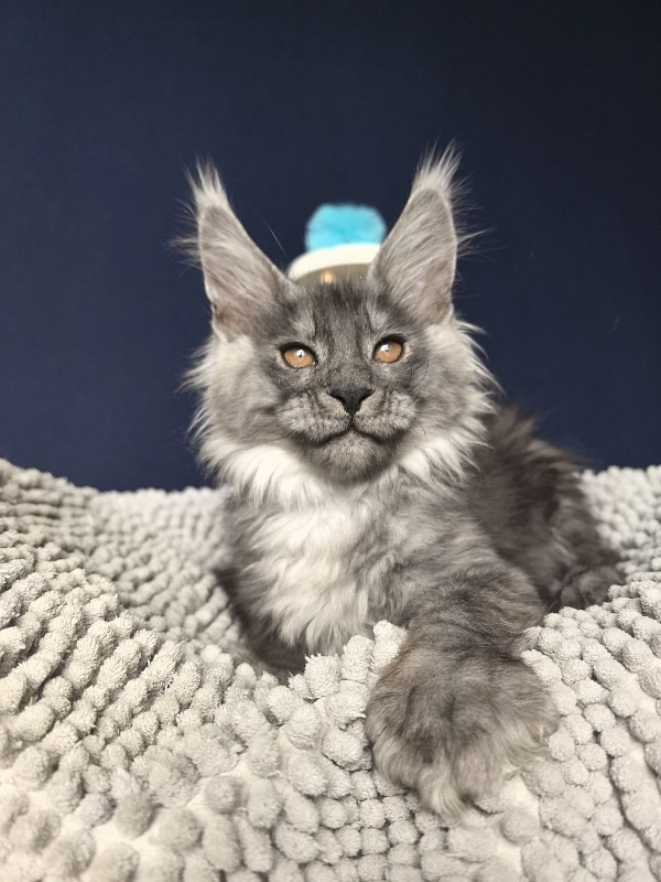 Shiva Sly Akbars - Kitten maine-coon 2 months 2 weeks