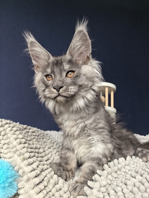 Shiva Sly Akbars - Kitten maine-coon 2 months 2 weeks