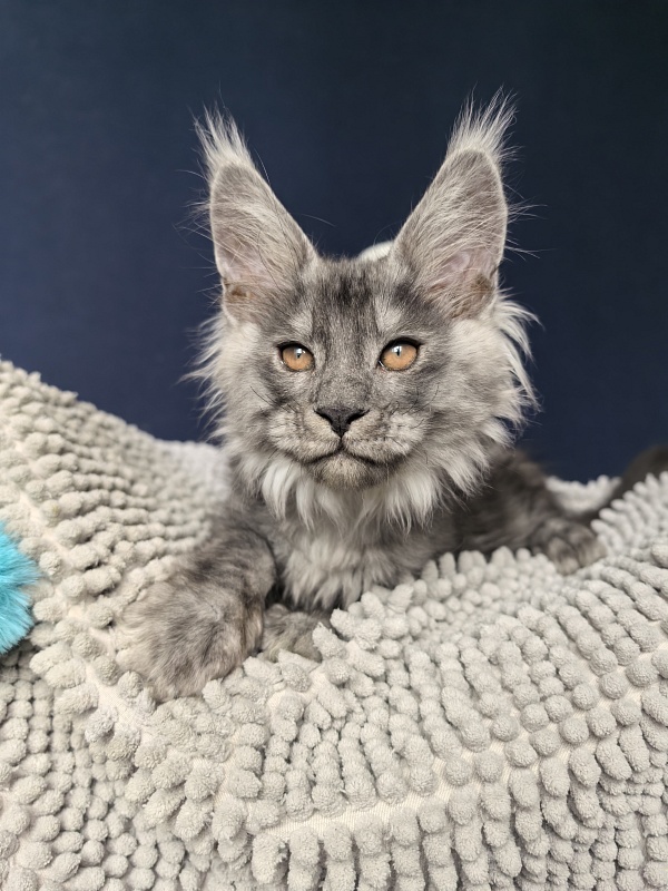Shiva Sly Akbars - Kitten maine-coon 2 months 2 weeks